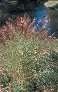 Sarabande Maiden Grass / Miscanthus sinensis 